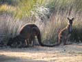 Kangaroos